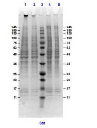SDS-PAGE of HeLa Whole Cell Lysate MG-132 Stimulated.<br />Lane 1: HeLa Whole Cell Lysate reduced.<br />Lane 2: HeLa Whole Cell MG-132 Stimulated reduced.<br />Lane 3: Molecular Weight.<br />Lane 4: HeLa Whole Cell Lysate non-reduced.<br />Lane 5: HeLa Whole Cell MG-132 Stimulated non-reduced.<br />Load 10ng.
